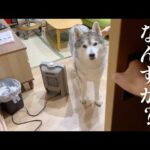図星を指されて兄の部屋に姿を消すシベリアンハスキー(YouTube)