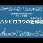 ためして実験：ハシビロコウの紛綿羽（ふんめんう）(YouTube)