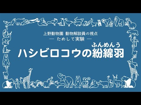 ためして実験：ハシビロコウの紛綿羽（ふんめんう）(YouTube)