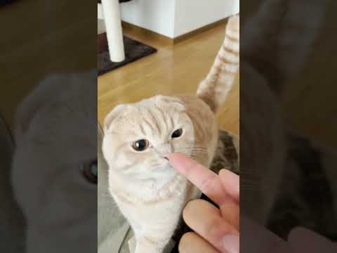 ニンゲンの言葉が分かってきた猫！ #Shorts(YouTube)