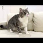 家の前で野良猫が喧嘩を始めたら温室育ちの猫がこうなりました汗(YouTube)