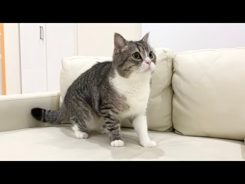 家の前で野良猫が喧嘩を始めたら温室育ちの猫がこうなりました汗(YouTube)