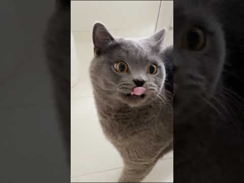 お湯をかけられても全然平気な猫… #Shorts(YouTube)