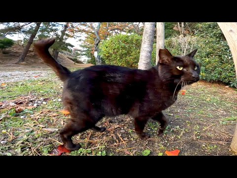 公園で出会った黒猫ちゃん、撫でると喜んで膝の上に乗ってきた(YouTube)