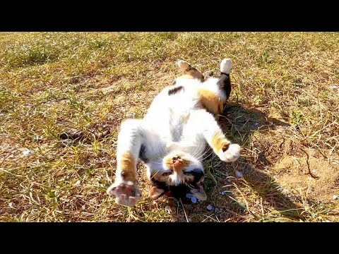 浜辺で三毛猫がモフられにやって来た(YouTube)