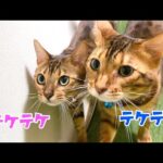 ベンガル父猫と娘猫のテケテケタイム #shorts(YouTube)