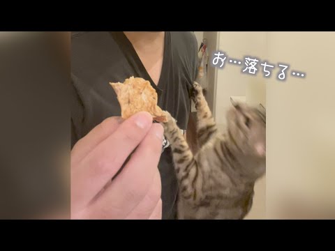 おやつの為ならどこまでも頑張る猫　＃shorts(YouTube)