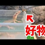 やっとアルビノのオオトカゲの好きな物を見つけたと思ったのに・・・(YouTube)