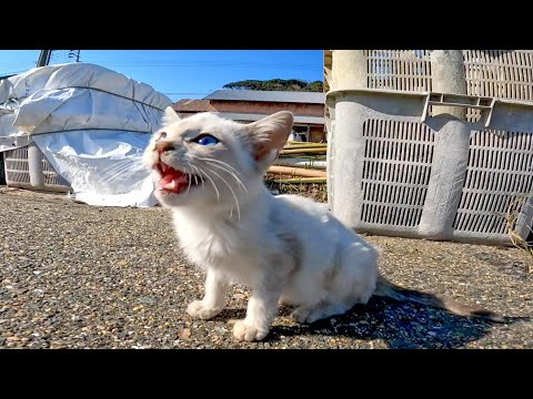 漁港を探検する子猫が可愛過ぎる(YouTube)