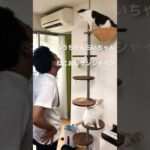 中からふうちゃん(YouTube)