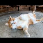 高い声で鳴く茶シロ猫とクセの強いハチワレ猫が小屋で強風をしのぐ(YouTube)