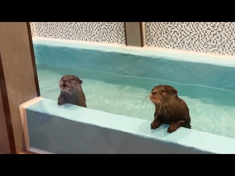 新婚初日に可愛いお嫁さんを自宅のプールに招待しました！(YouTube)