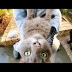 雨に濡れて風を引いた灰色猫、ボランティアさんのひざの上で即治療！(YouTube)