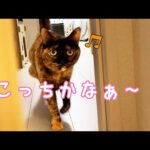猫とのかくれんぼでいつもと違う場所に隠れてみた結果…！(YouTube)