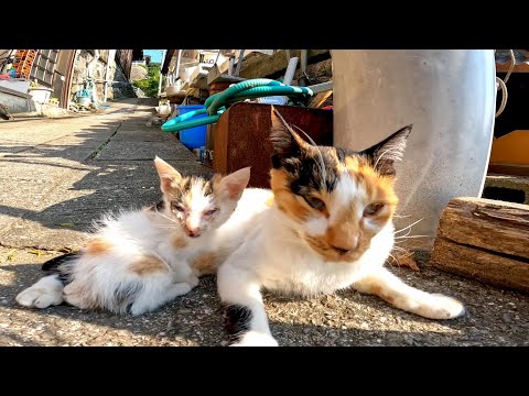 漁港近くで見掛けた三毛猫の親子が可愛過ぎる(YouTube)