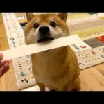 人間のように会話しながら寝る準備をする柴犬。(YouTube)