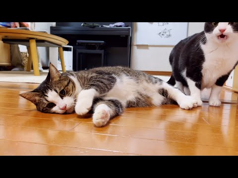 みんなでストレス発散したらそこそこカオスになった猫たち(YouTube)