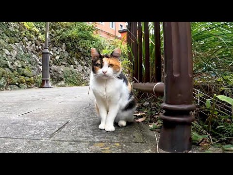 恐いけど気になる。ちょっとビビりの三毛猫ちゃんがカワイイ(YouTube)