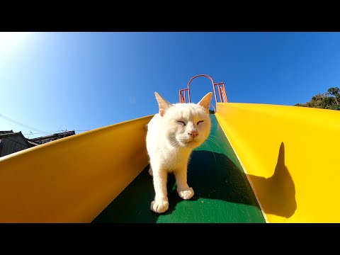 すべり台なのにすべらない猫(YouTube)