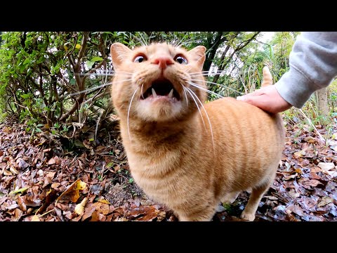 茶トラ猫におやつをあげたら大きな声で「おかわり！」と言ってきた(YouTube)