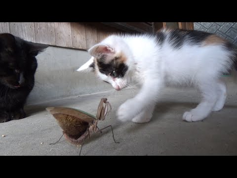 カマキリにやられちゃう子猫をやさしく見守る黒猫(YouTube)