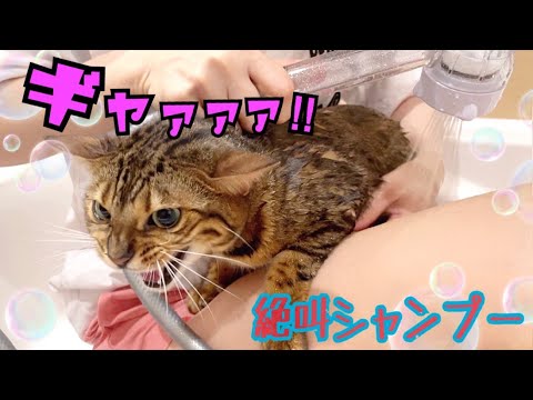 大絶叫！今までで1番大変な猫シャンプーでした…(YouTube)