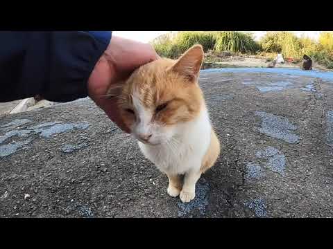 感動猫動画 のライブ配信(YouTube)