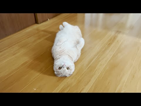 ２週間ぶりに再会したら、なぜだか猫がこうなった笑(YouTube)