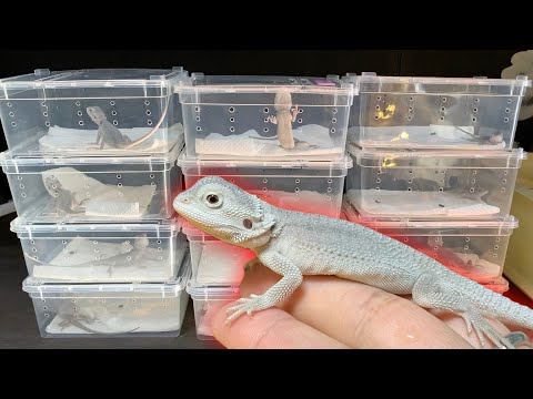 可愛すぎる真っ白なトカゲが大量にやってきました！(YouTube)