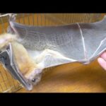 コウモリの体が色々とすごい(YouTube)
