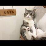 【初公開】もち様専用の猫部屋をプレゼントしたらこうなりました…！(YouTube)