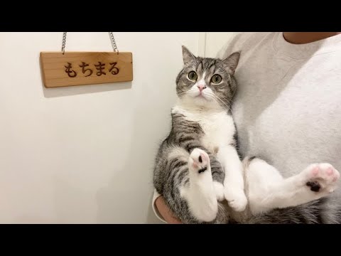 【初公開】もち様専用の猫部屋をプレゼントしたらこうなりました…！(YouTube)