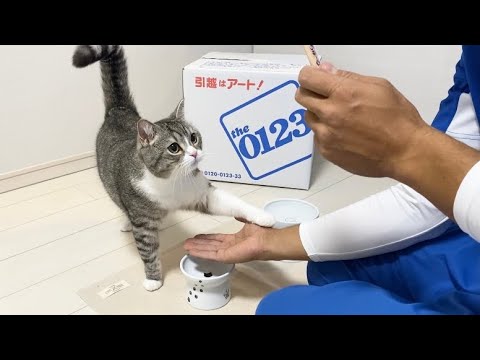 引っ越し業者が家に来たら猫がまさかのこうなりました…笑(YouTube)