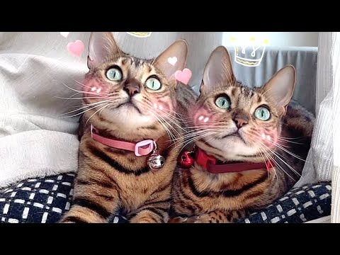 美人母娘猫ベルリン❤💗 #shorts(YouTube)