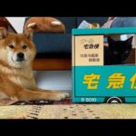 子猫に噂の段ボールをプレゼントしてみた。(YouTube)