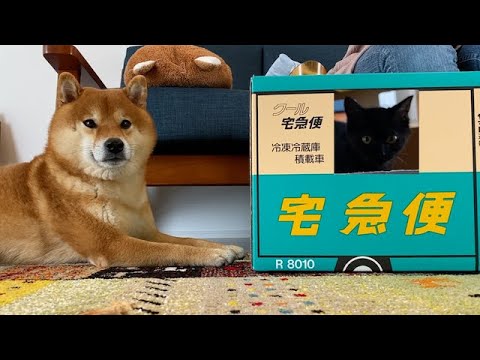 子猫に噂の段ボールをプレゼントしてみた。(YouTube)