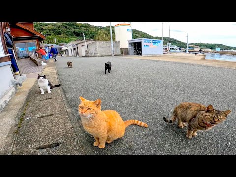 猫島でベンチに座ったらあっという間に猫に包囲される(YouTube)