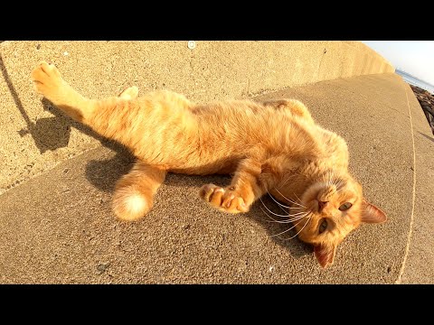 人懐っこい茶トラ猫が堤防の上でクネクネしながら甘えてきた(YouTube)