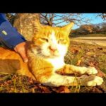 夕方の池の畔で休む野良猫をナデナデしてきた(YouTube)