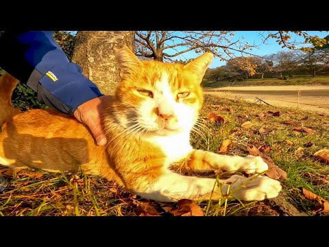 夕方の池の畔で休む野良猫をナデナデしてきた(YouTube)