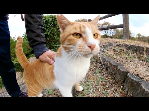 人懐っこい茶シロ猫が長い階段を駆け上がってモフられにやって来た(YouTube)