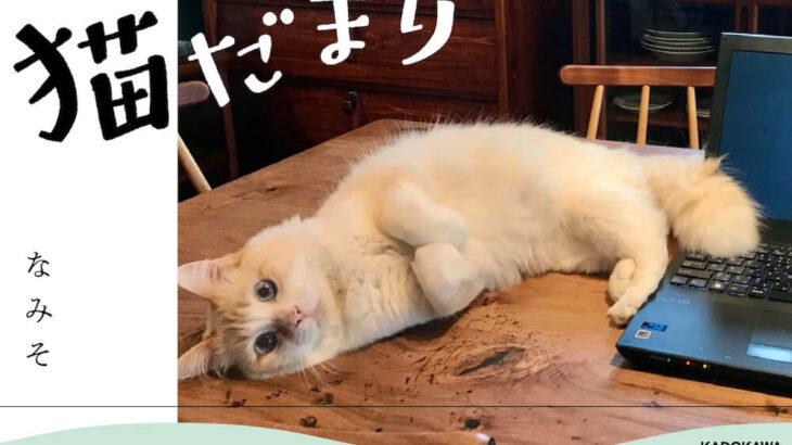 小学生切り絵作家の作品も収録！なみそ家の猫ぐらしに癒やされるフォトエッセイ『今日も猫だまり』(ブログ)