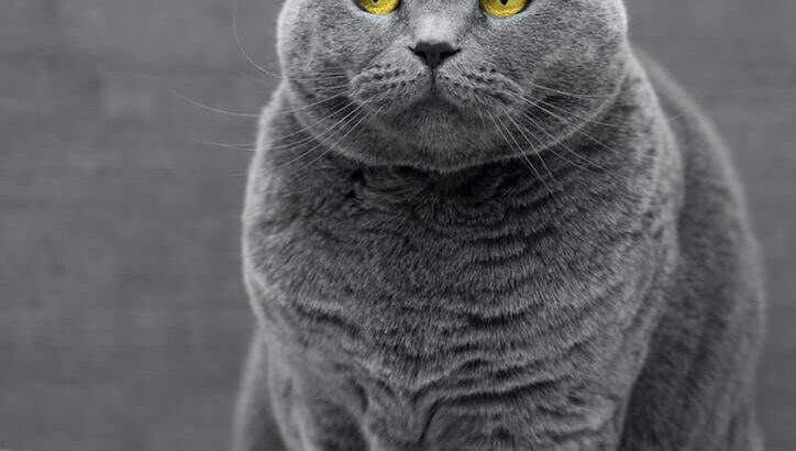 5匹のブリティッシュショートヘアが奇跡の写真を連発！癒し系フォトブック『猫の絶景』(ブログ)