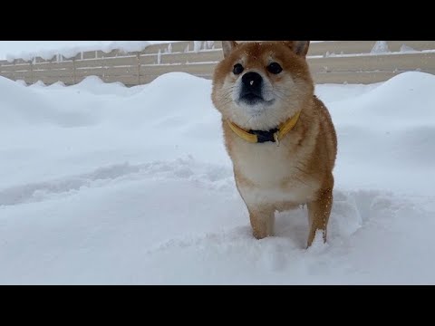 大雪で大変なことになった時の柴犬がこちら。(YouTube)