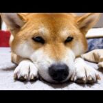 猫達が高い場所で遊ぶと寂しそうにする柴犬♥(YouTube)