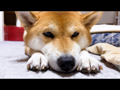 猫達が高い場所で遊ぶと寂しそうにする柴犬♥(YouTube)