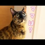 【かくれんぼ】ママがいなくてパパがカメラを持ってたら…？(YouTube)