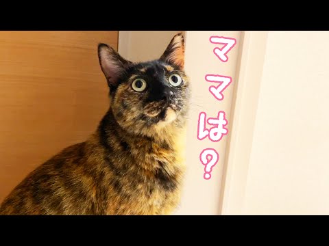 【かくれんぼ】ママがいなくてパパがカメラを持ってたら…？(YouTube)
