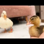コールダックねぎま王子、雛そぼろに会ったときの反応がこちら(YouTube)