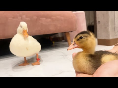 コールダックねぎま王子、雛そぼろに会ったときの反応がこちら(YouTube)